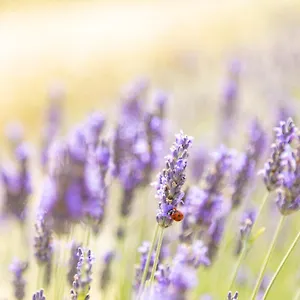 La Valle Della Lavanda - Podere Mezzastrada Alloggio per agriturismo